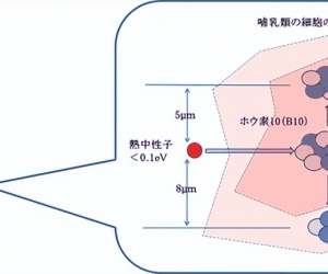 前锋：硼中子俘获治疗(BNCT)为肿瘤患者带来福音